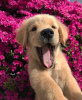 Foto №2 zu Ankündigung № 116151 zu verkaufen golden retriever - einkaufen Deutschland quotient 	ankündigung