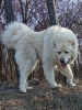 Zusätzliche Fotos: Wir bieten einen großen männlichen kaukasischen Schäferhund, weiße Farbe