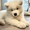 Foto №3. Gotowe teraz Akc zarejestrowane Szczenięta Samoyed. Chłopcy i dziewczęta. Polen