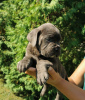 Foto №2 zu Ankündigung № 119974 zu verkaufen cane corso italiano - einkaufen Serbien 