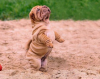 Foto №1. shar-pei - zum Verkauf in der Stadt Mlada Boleslav | verhandelt | Ankündigung № 96513