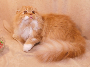 Zusätzliche Fotos: Rote sonnige Katze Highland Fold