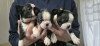 Foto №1. boston terrier - zum Verkauf in der Stadt Köln | 250€ | Ankündigung № 123443