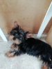 Foto №4. Ich werde verkaufen biewer terrier, yorkshire terrier in der Stadt Vilnius. quotient 	ankündigung, vom kindergarten, züchter - preis - 450€