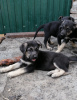 Foto №1. osteuropäischer schäferhund - zum Verkauf in der Stadt Rostow am Don | 113€ | Ankündigung № 7649