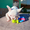 Zusätzliche Fotos: Продаются очаровательные щенки французского бульдога