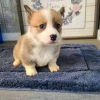 Foto №1. welsh corgi - zum Verkauf in der Stadt Jastrzębia Góra | 390€ | Ankündigung № 13595