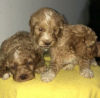 Foto №2 zu Ankündigung № 124075 zu verkaufen labradoodle - einkaufen Finnland quotient 	ankündigung