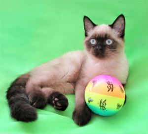 Zusätzliche Fotos: Verkauf von betitelten Katzen für die Zucht gehen Sie zu den Favoriten