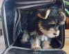 Foto №4. Ich werde verkaufen yorkshire terrier in der Stadt Virginia Beach. züchter - preis - 379€
