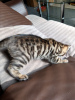 Foto №2 zu Ankündigung № 115067 zu verkaufen bengal katzenrasse - einkaufen Niederlande quotient 	ankündigung