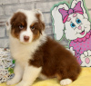 Foto №1. australian shepherd - zum Verkauf in der Stadt Differdange | Frei | Ankündigung № 120971