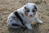 Foto №2 zu Ankündigung № 110084 zu verkaufen australian shepherd - einkaufen USA 