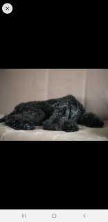 Foto №1. kerry blue terrier - zum Verkauf in der Stadt St. Petersburg | 396€ | Ankündigung № 5862