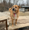 Zusätzliche Fotos: Der süßeste Wunderhund