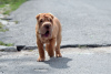 Foto №2 zu Ankündigung № 12626 zu verkaufen shar-pei - einkaufen Finnland züchter