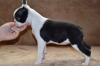 Foto №2 zu Ankündigung № 53419 zu verkaufen boston terrier - einkaufen Serbien züchter