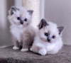 Foto №2 zu Ankündigung № 116820 zu verkaufen ragdoll-katze - einkaufen USA quotient 	ankündigung