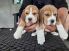 Foto №2 zu Ankündigung № 100259 zu verkaufen beagle - einkaufen Polen quotient 	ankündigung, vom kindergarten, aus dem tierheim, züchter