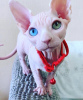 Foto №2 zu Ankündigung № 123677 zu verkaufen sphynx-katze - einkaufen Deutschland quotient 	ankündigung