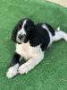 Foto №1. english springer spaniel - zum Verkauf in der Stadt Plovdiv | 1500€ | Ankündigung № 121742