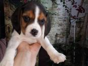 Foto №2 zu Ankündigung № 1162 zu verkaufen beagle - einkaufen Weißrussland quotient 	ankündigung, züchter