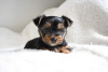 Foto №3. Geimpfte Yorkshire-Terrier-Welpen für ein liebevolles Zuhause verfügbar. Deutschland