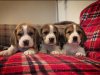 Foto №2 zu Ankündigung № 100509 zu verkaufen beagle - einkaufen Deutschland quotient 	ankündigung