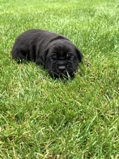 Zusätzliche Fotos: Verkauf von Welpen Cane Corso ersten Wurf