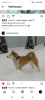 Zusätzliche Fotos: Siberian Husky-Welpen zu verkaufen