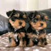 Foto №2 zu Ankündigung № 72008 zu verkaufen yorkshire terrier - einkaufen Finnland quotient 	ankündigung, züchter