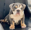 Foto №1. englische bulldogge - zum Verkauf in der Stadt Bradford | 360€ | Ankündigung № 125630