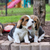 Foto №4. Ich werde verkaufen beagle in der Stadt Аугсбург. quotient 	ankündigung - preis - 360€