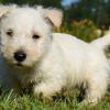 Foto №3. Scottish Terrier Welpen. Polen