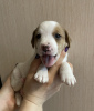 Foto №3. Jack Russell Terrier Welpen zu verkaufen. Russische Föderation