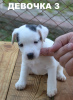 Foto №3. Parson Russell Terrier Welpen zu verkaufen. Ukraine