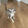 Foto №1. cornish rex - zum Verkauf in der Stadt Бохум | 350€ | Ankündigung № 126786