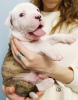 Foto №3. American Bulldog Welpen zu verkaufen. Ukraine