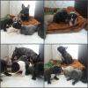 Foto №1. mischlingshund - zum Verkauf in der Stadt Nowosibirsk | verhandelt | Ankündigung № 10807