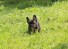 Zusätzliche Fotos: Französischer Bulldogge-Welpe, weiblich, Ausstellungsklasse FCI