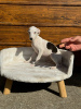 Foto №3. Whippet puppies. Serbien