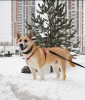 Foto №2 zu Ankündigung № 33056 zu verkaufen mischlingshund - einkaufen Russische Föderation quotient 	ankündigung
