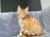 Foto №3. Mainecoon-Kätzchen zur kostenlosen Adoption. Deutschland