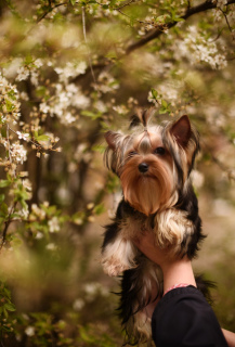 Foto №1. yorkshire terrier - zum Verkauf in der Stadt Donetsk | 470€ | Ankündigung № 6247