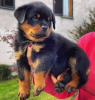 Foto №1. rottweiler - zum Verkauf in der Stadt Stockholm | verhandelt | Ankündigung № 113165