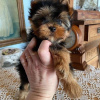 Foto №3. Wunderschöne Yorkshire-Terrier-Welpen zu verkaufen. Deutschland