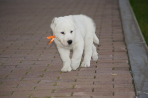 Zusätzliche Fotos: Welpe des zentralasiatischen Schäferhundes (CAO, Alabai) Weißkitzjungen