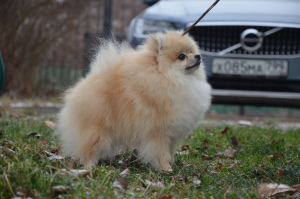 Foto №3. Pomeranian shtitz, Boy. Russische Föderation