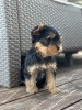 Foto №2 zu Ankündigung № 120405 zu verkaufen yorkshire terrier - einkaufen Serbien 