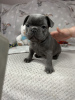 Foto №2 zu Ankündigung № 112303 zu verkaufen französische bulldogge - einkaufen USA quotient 	ankündigung